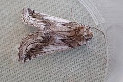 Phaselia algiricaria