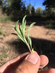 Heterotheca pedunculata