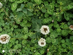 Trifolium repens