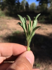 Heterotheca pedunculata