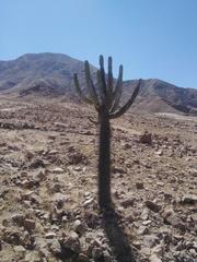 Browningia candelaris