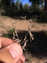 Heterotheca pedunculata