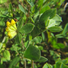 Lotus ornithopodioides
