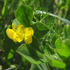 Lotus ornithopodioides