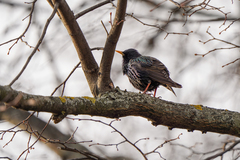 Sturnus vulgaris