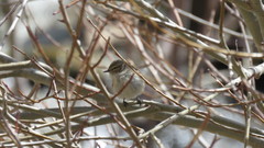 Phylloscopus neglectus