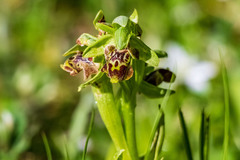 Ophrys umbilicata attica