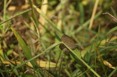 Cissia phronius