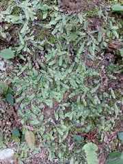 Marchantia emarginata