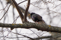 Sturnus vulgaris