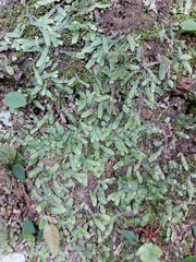 Marchantia emarginata