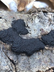 Annulohypoxylon annulatum