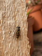 Syrphus shorae