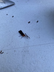 Pterotus obscuripennis