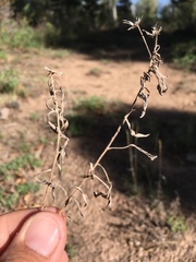 Heterotheca pedunculata