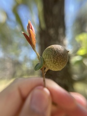 Amphibolips quercuscinerea
