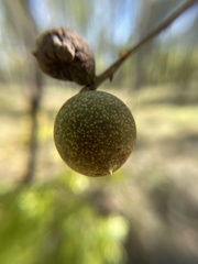 Amphibolips quercuscinerea