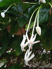 Posoqueria