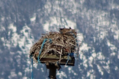 Branta canadensis moffitti