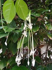Posoqueria