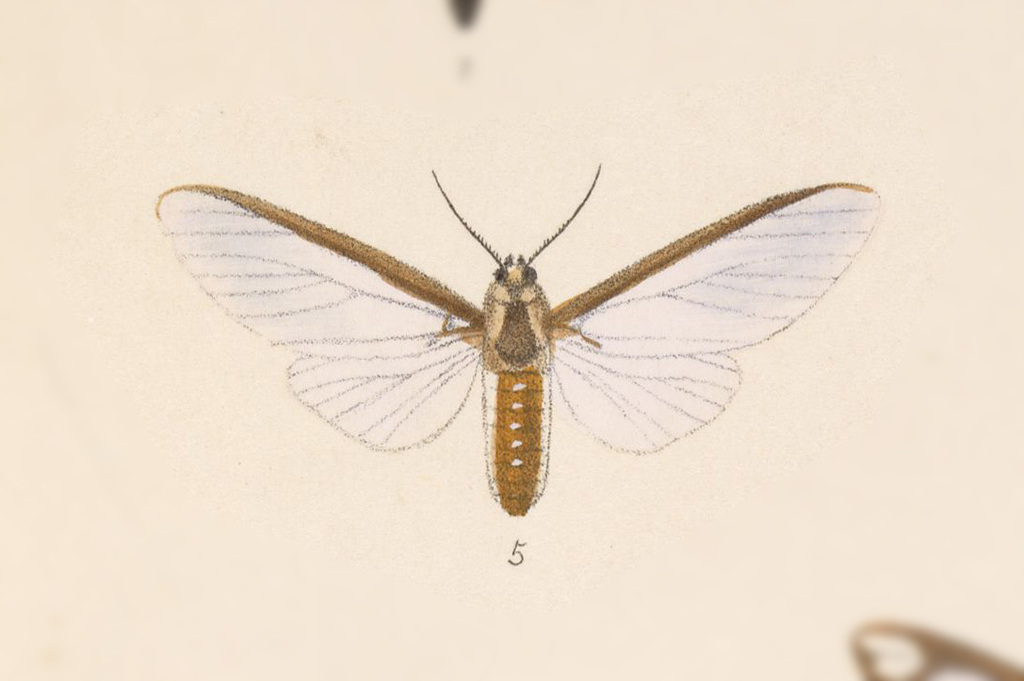 Robinsonia sabata
