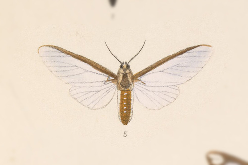 Robinsonia sabata