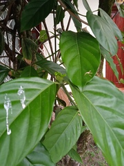 Posoqueria