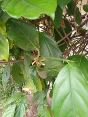 Posoqueria