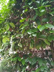Posoqueria