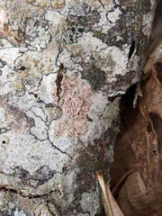Lecanora subpallens