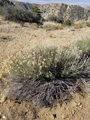 Chrysothamnus viscidiflorus puberulus