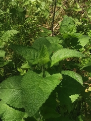 Melissa officinalis altissima