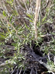 Chrysothamnus viscidiflorus puberulus