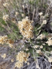 Chrysothamnus viscidiflorus puberulus