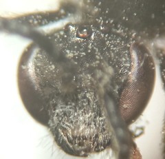 Lasioglossum pallens