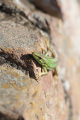Podarcis siculus campestris