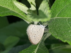 Zizula hylax pygmaea