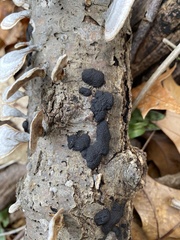 Annulohypoxylon annulatum