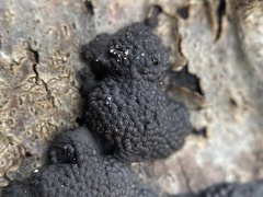 Annulohypoxylon annulatum