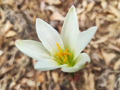Zephyranthes alba