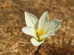 Zephyranthes alba