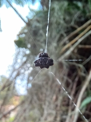 Gasteracantha cancriformis