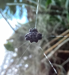 Gasteracantha cancriformis