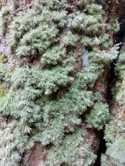 Leucobryum juniperoideum