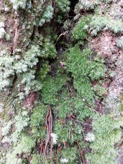 Leucobryum juniperoideum