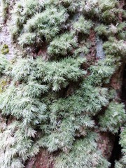 Leucobryum juniperoideum