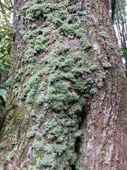 Leucobryum juniperoideum