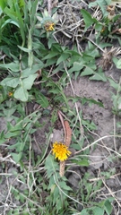 Taraxacum officinale