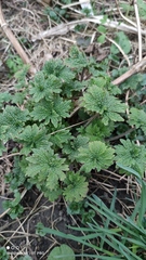 Leonurus quinquelobatus