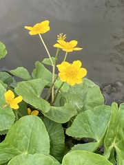 Caltha palustris